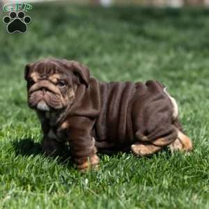 Chanel Cocoa, English Bulldog Puppy